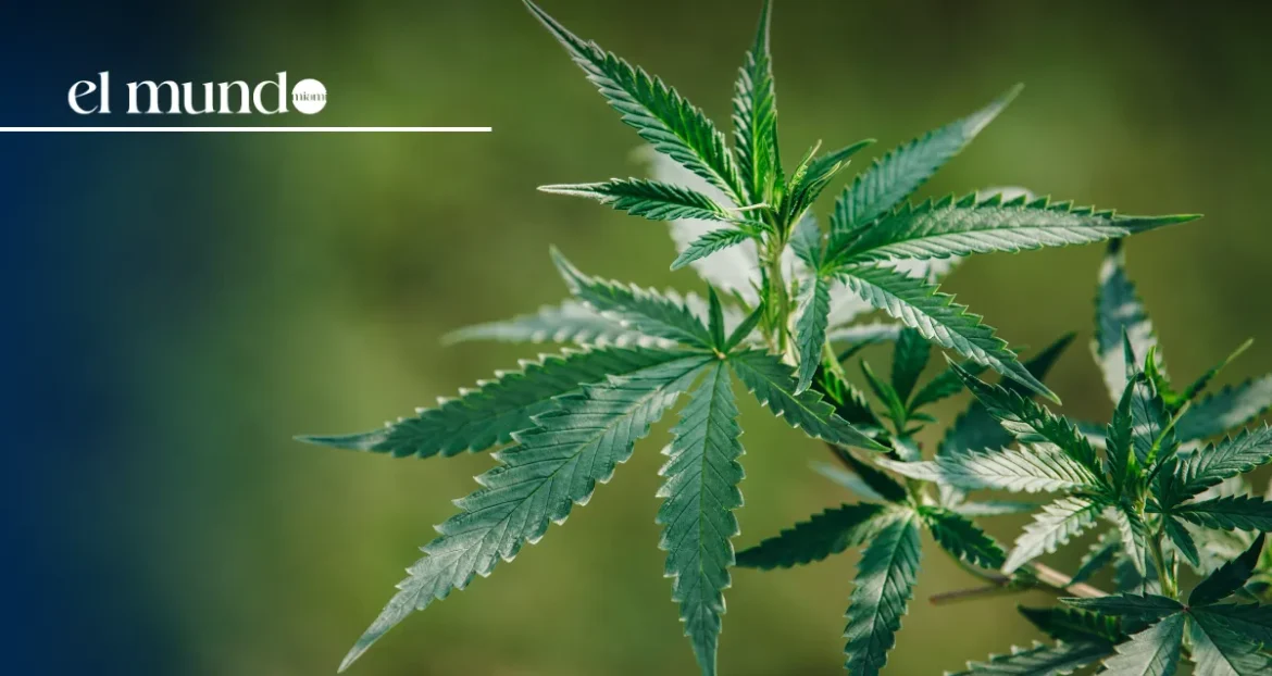 Signature Review Threatens Marijuana Legalization Initiative in Florida